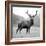 Proud Deer-null-Framed Photographic Print