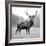 Proud Deer-null-Framed Photographic Print