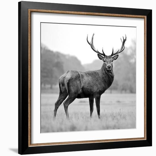 Proud Deer-null-Framed Photographic Print