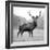 Proud Deer-null-Framed Photographic Print