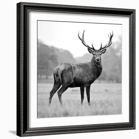 Proud Deer-null-Framed Photographic Print