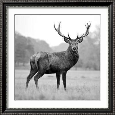 Proud Deer' Photographic Print