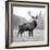 Proud Deer-null-Framed Photographic Print