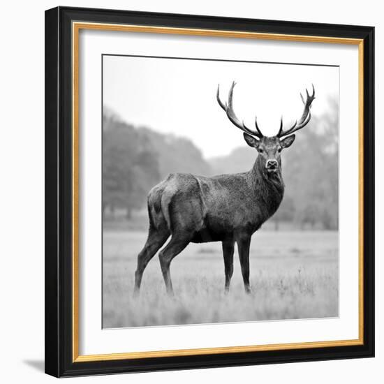 Proud Deer-null-Framed Photographic Print