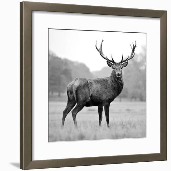 Proud Deer-null-Framed Photographic Print