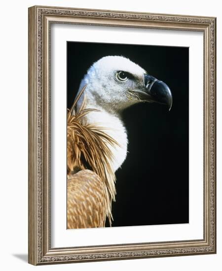 Proud Griffin-Herbert Kehrer-Framed Photographic Print