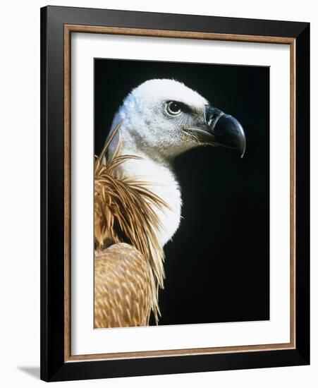 Proud Griffin-Herbert Kehrer-Framed Photographic Print