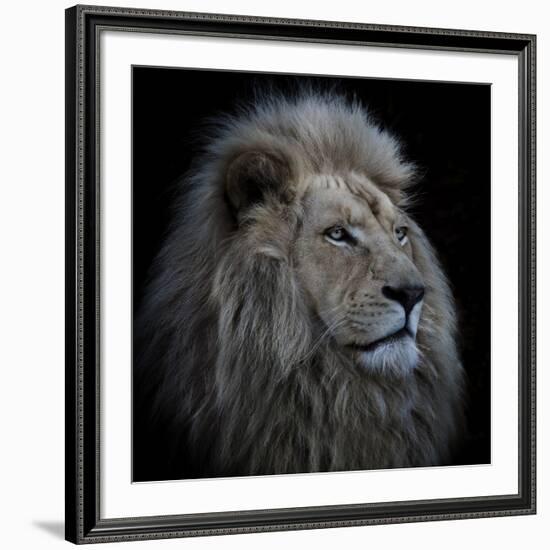 Proud Lion-Louise Wolbers-Framed Giclee Print