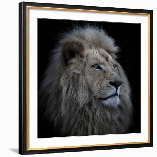 Proud Lion-Louise Wolbers-Framed Giclee Print