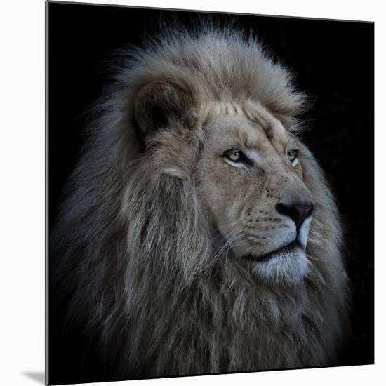 Proud Lion-Louise Wolbers-Mounted Giclee Print