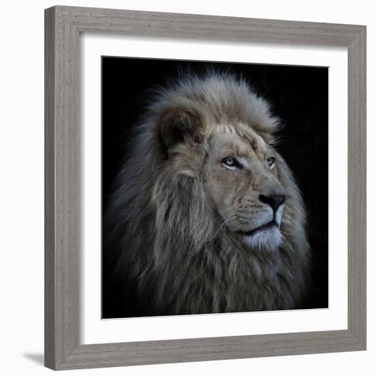 Proud Lion-Louise Wolbers-Framed Photographic Print