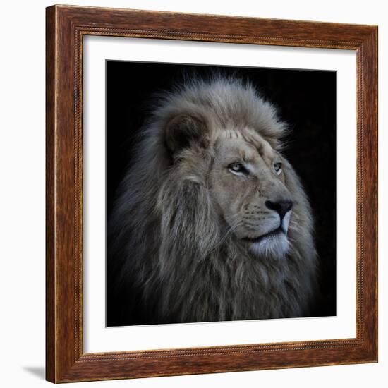Proud Lion-Louise Wolbers-Framed Photographic Print