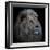 Proud Lion-Louise Wolbers-Framed Photographic Print