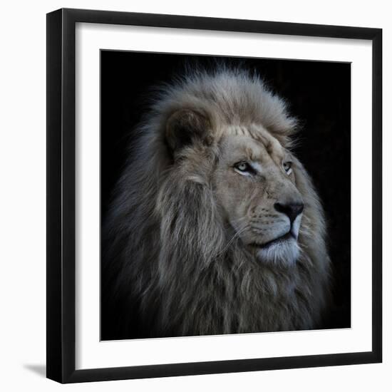 Proud Lion-Louise Wolbers-Framed Photographic Print