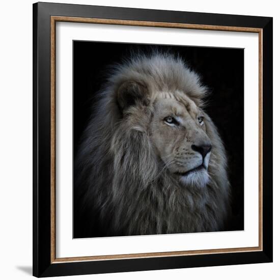 Proud Lion-Louise Wolbers-Framed Photographic Print