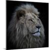 Proud Lion-Louise Wolbers-Mounted Photographic Print