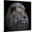 Proud Lion-Louise Wolbers-Mounted Photographic Print