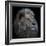 Proud Lion-Louise Wolbers-Framed Photographic Print