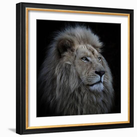 Proud Lion-Louise Wolbers-Framed Photographic Print