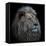 Proud Lion-Louise Wolbers-Framed Premier Image Canvas