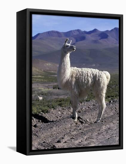 Proud Llama Stands Tall in the Chilean Altiplano, Chile-Lin Alder-Framed Premier Image Canvas