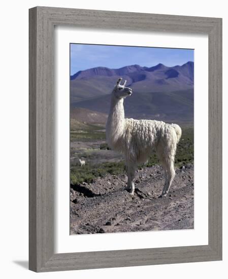 Proud Llama Stands Tall in the Chilean Altiplano, Chile-Lin Alder-Framed Photographic Print