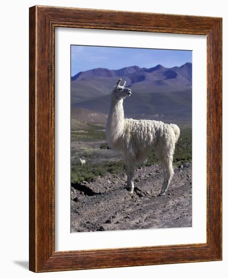 Proud Llama Stands Tall in the Chilean Altiplano, Chile-Lin Alder-Framed Photographic Print