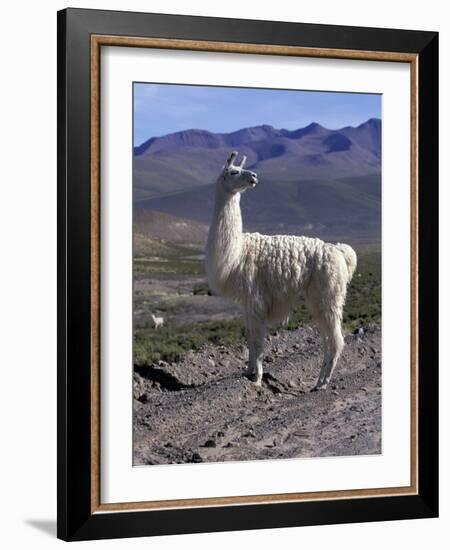 Proud Llama Stands Tall in the Chilean Altiplano, Chile-Lin Alder-Framed Photographic Print