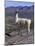 Proud Llama Stands Tall in the Chilean Altiplano, Chile-Lin Alder-Mounted Photographic Print