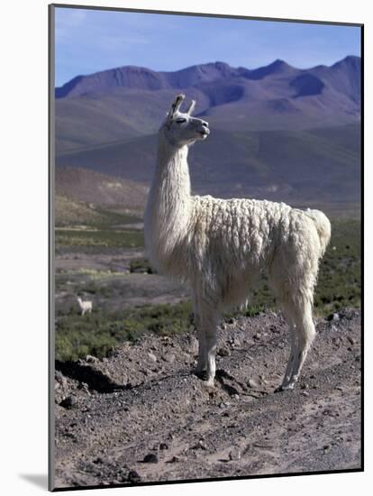 Proud Llama Stands Tall in the Chilean Altiplano, Chile-Lin Alder-Mounted Photographic Print