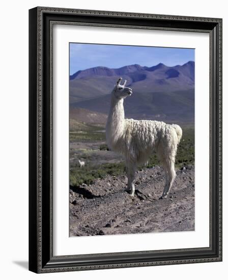 Proud Llama Stands Tall in the Chilean Altiplano, Chile-Lin Alder-Framed Photographic Print