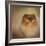 Proud Pomeranian-Jai Johnson-Framed Giclee Print