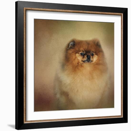 Proud Pomeranian-Jai Johnson-Framed Giclee Print