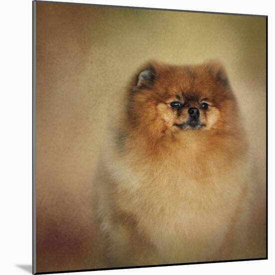 Proud Pomeranian-Jai Johnson-Mounted Giclee Print