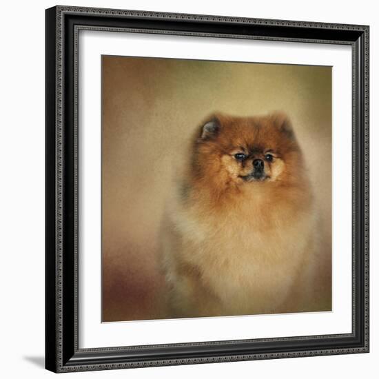 Proud Pomeranian-Jai Johnson-Framed Giclee Print