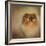 Proud Pomeranian-Jai Johnson-Framed Giclee Print