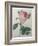 Provence or Cabbage Rose-Pierre-Joseph Redoute-Framed Art Print