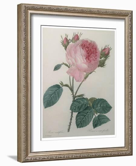 Provence or Cabbage Rose-Pierre-Joseph Redoute-Framed Art Print