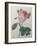 Provence or Cabbage Rose-Pierre-Joseph Redoute-Framed Art Print