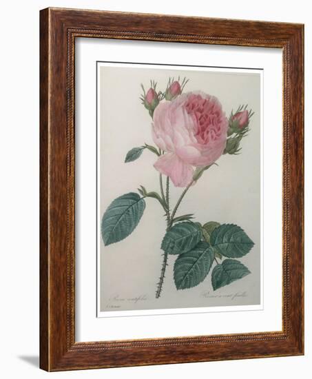 Provence or Cabbage Rose-Pierre-Joseph Redoute-Framed Art Print