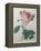 Provence or Cabbage Rose-Pierre-Joseph Redoute-Framed Stretched Canvas
