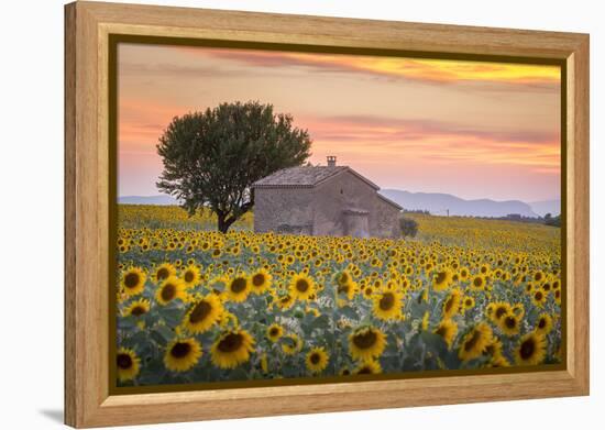 Provence, Valensole Plateau, France-Francesco Riccardo Iacomino-Framed Premier Image Canvas