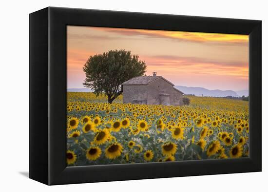 Provence, Valensole Plateau, France-Francesco Riccardo Iacomino-Framed Premier Image Canvas