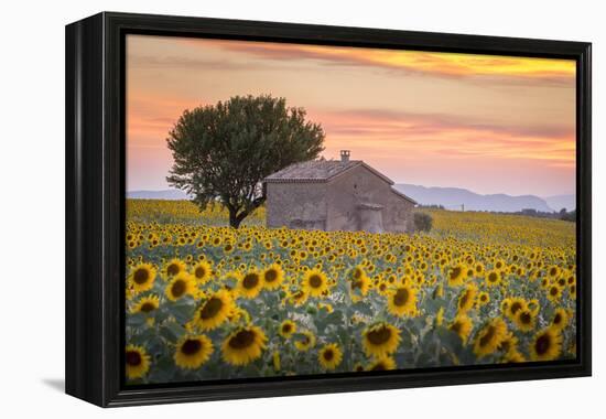 Provence, Valensole Plateau, France-Francesco Riccardo Iacomino-Framed Premier Image Canvas