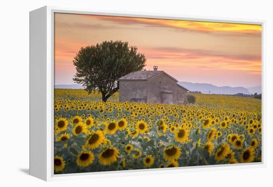 Provence, Valensole Plateau, France-Francesco Riccardo Iacomino-Framed Premier Image Canvas