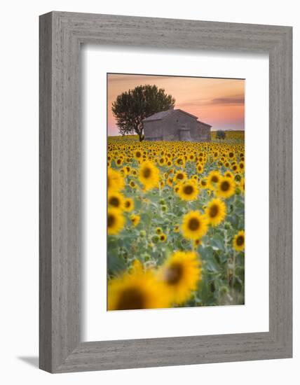 Provence, Valensole Plateau, France-Francesco Riccardo Iacomino-Framed Photographic Print