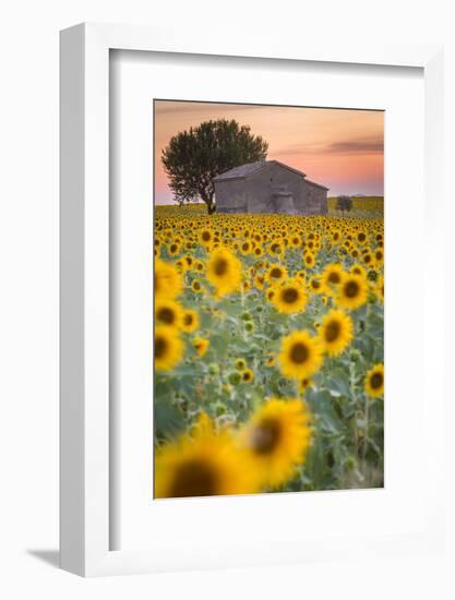 Provence, Valensole Plateau, France-Francesco Riccardo Iacomino-Framed Photographic Print