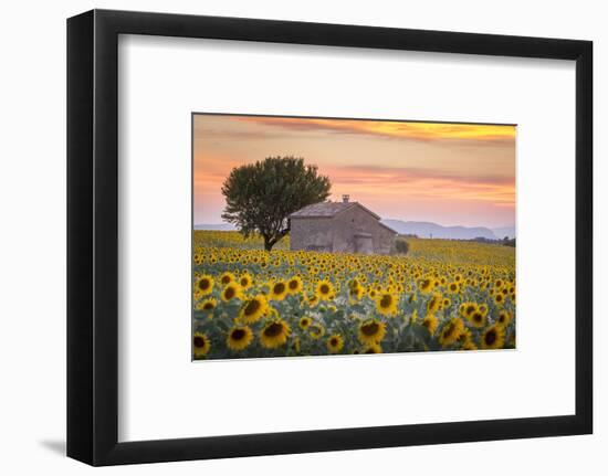 Provence, Valensole Plateau, France-Francesco Riccardo Iacomino-Framed Photographic Print