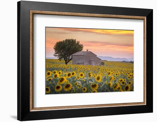 Provence, Valensole Plateau, France-Francesco Riccardo Iacomino-Framed Photographic Print