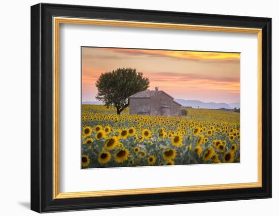 Provence, Valensole Plateau, France-Francesco Riccardo Iacomino-Framed Photographic Print